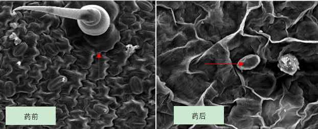 白粉病侵染钉扫描电子显微镜镜检数据