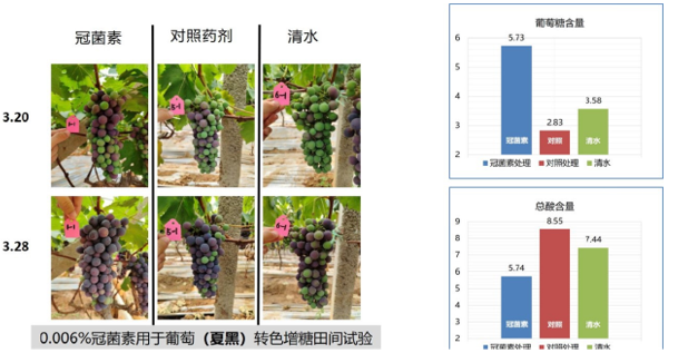 冠菌对素夏黑葡萄果实转色品质的影响